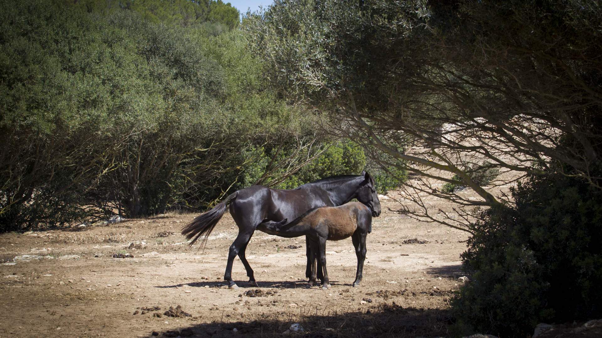 El COVIB alerta de varios casos positivos de paperas equinas en Baleares