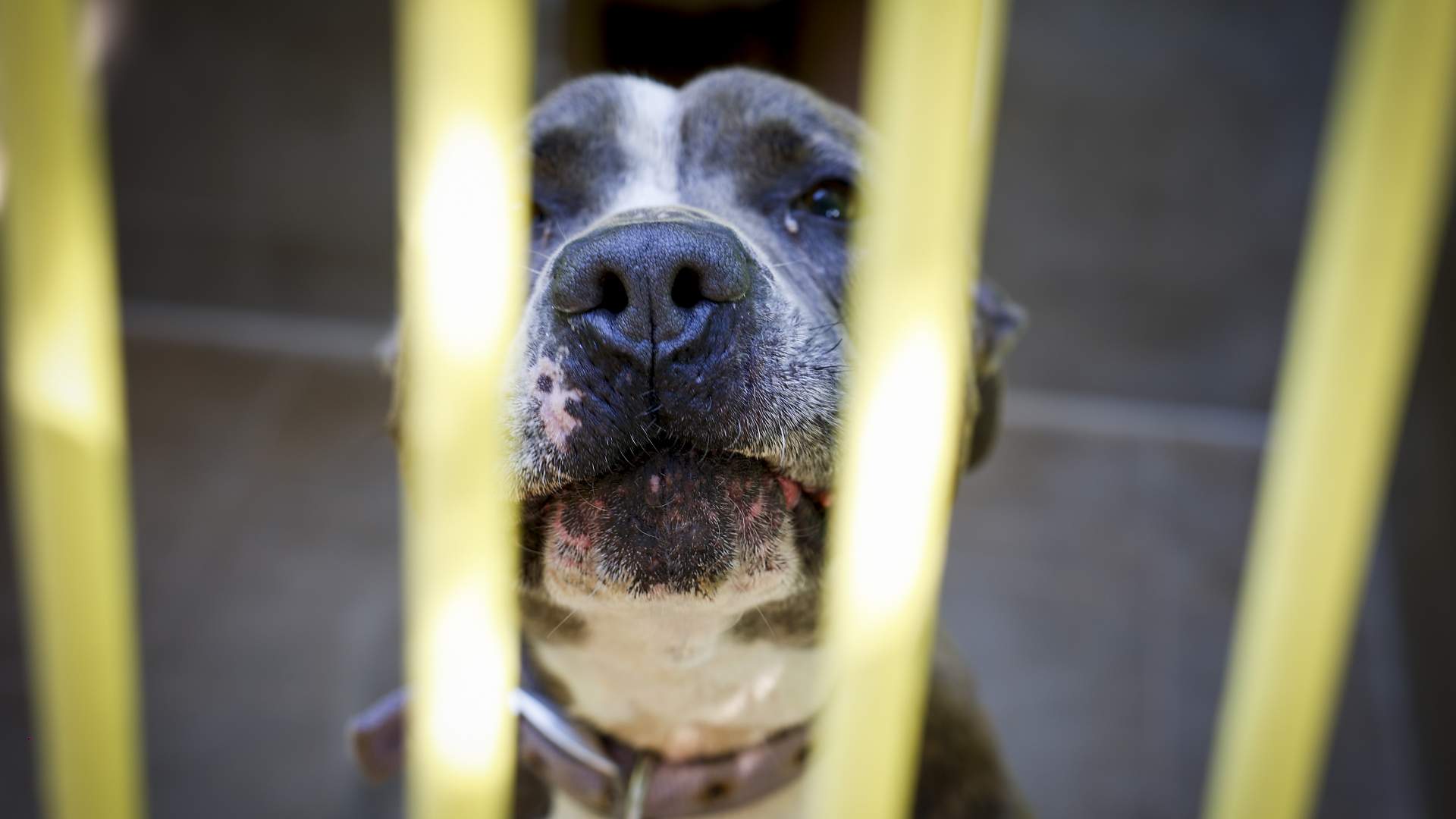 Fallece un paciente en Valencia por rabia tras ser mordido por un perro en Marruecos