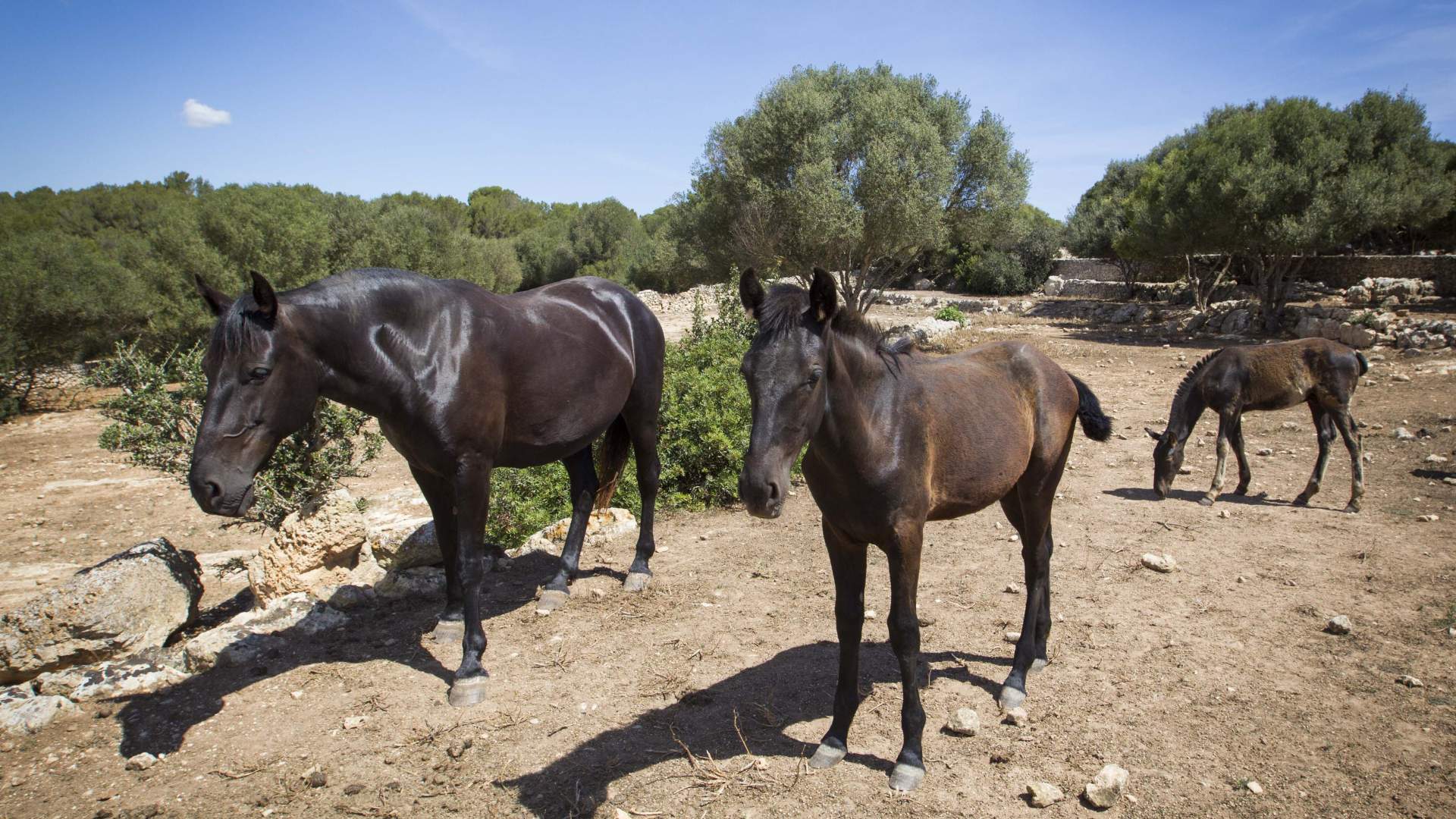 El COVIB informa a los veterinarios de los protocolos a seguir tras la detección de un caso de fiebre del Nilo Occidental en Menorca