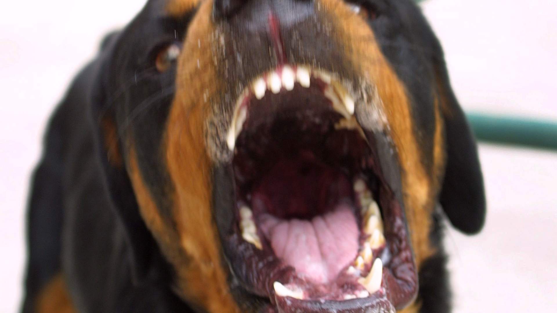 Inician expediente al comercio que puso a la venta Dolethal