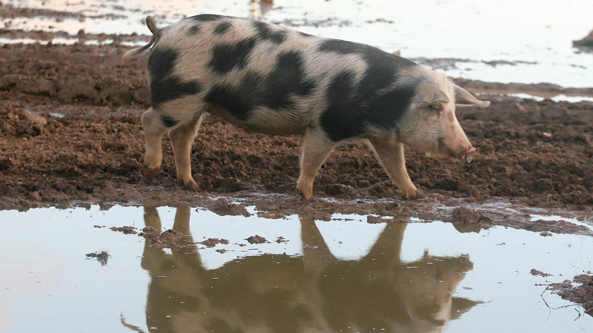 Los veterinarios de campo reciben un primer pago del Govern