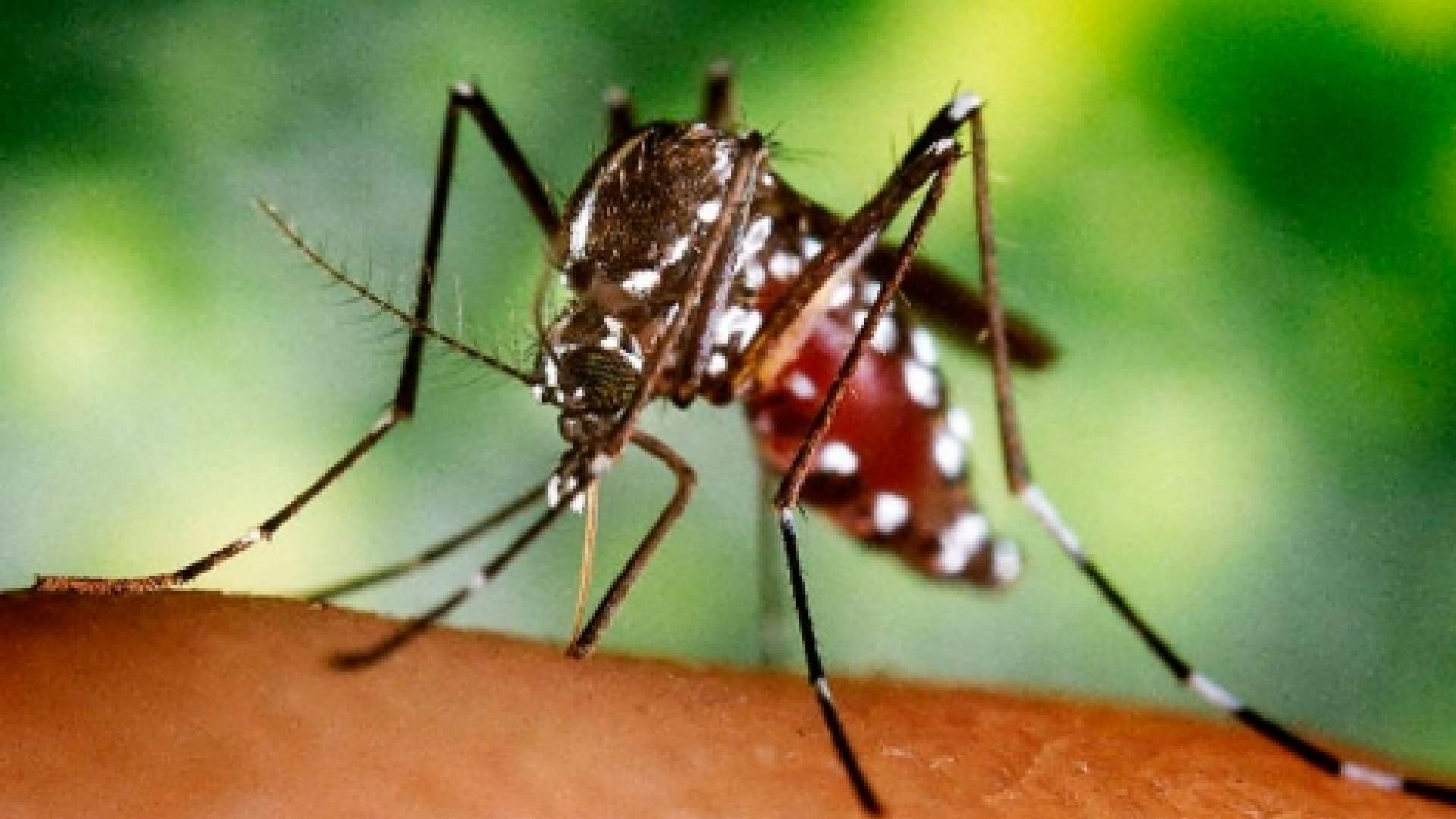 Confirmado el primer foco de mosquito tigre en Mallorca