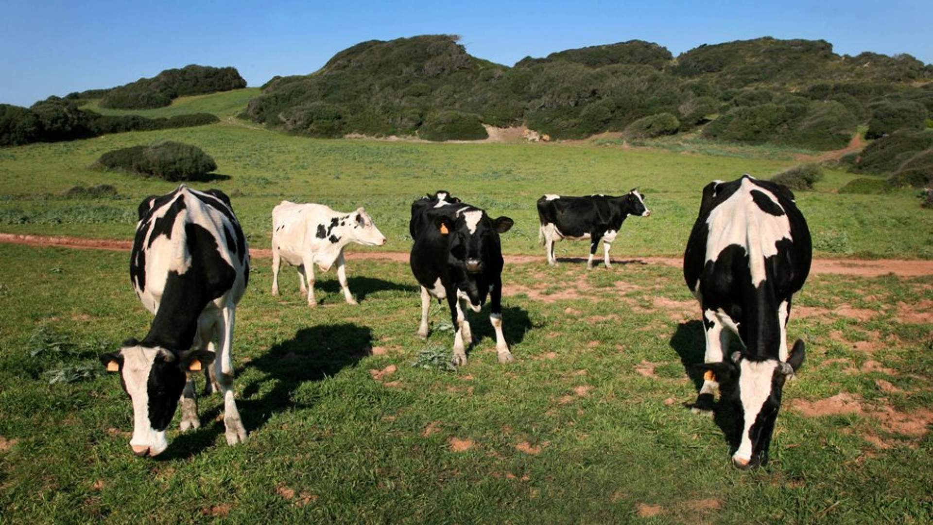 El COVIB presenta sus alegaciones al Anteproyecto de Ley Agraria de las Illes Balears