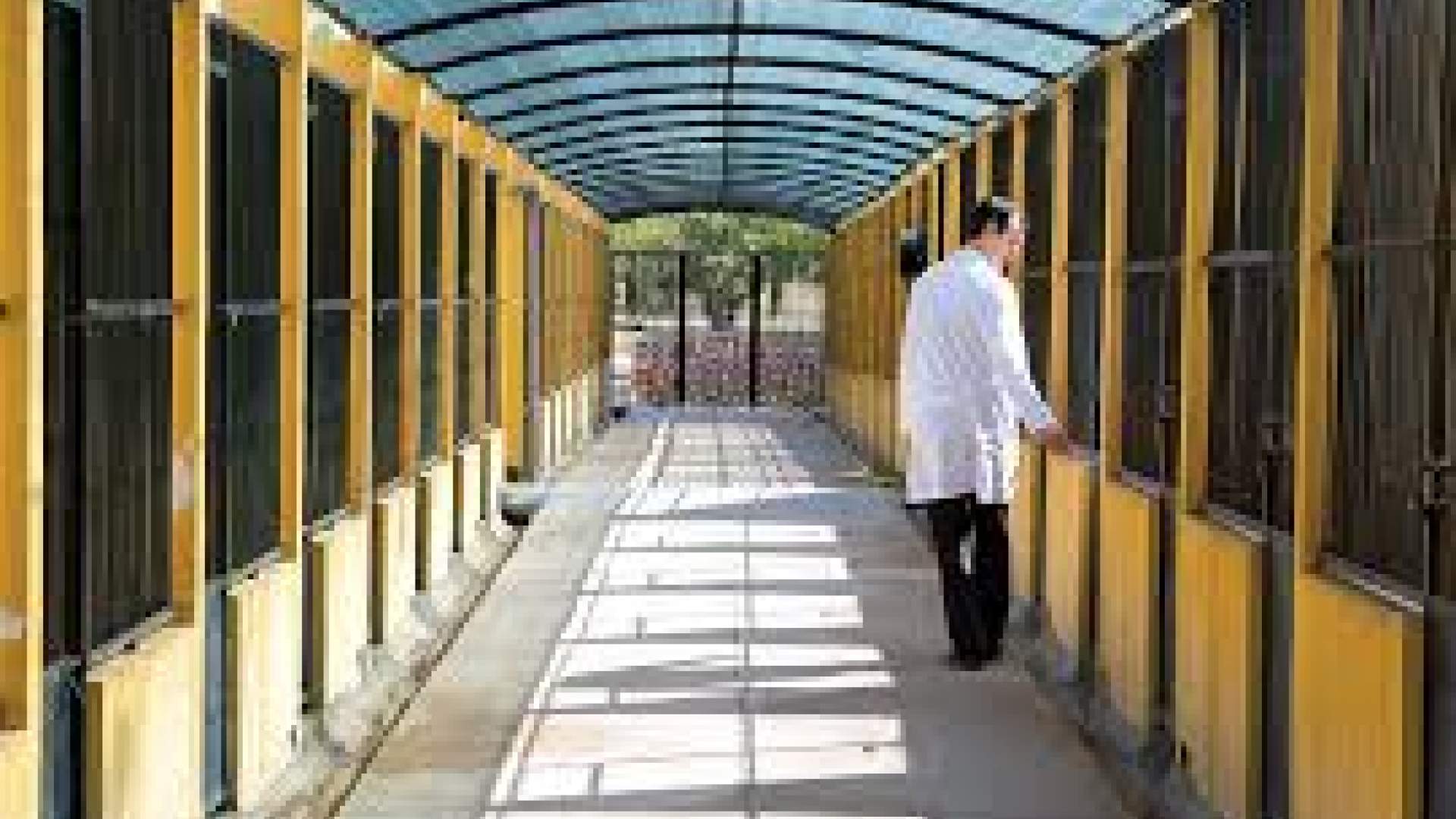 El abandono de perros en Palma aumenta un 14% en 2015