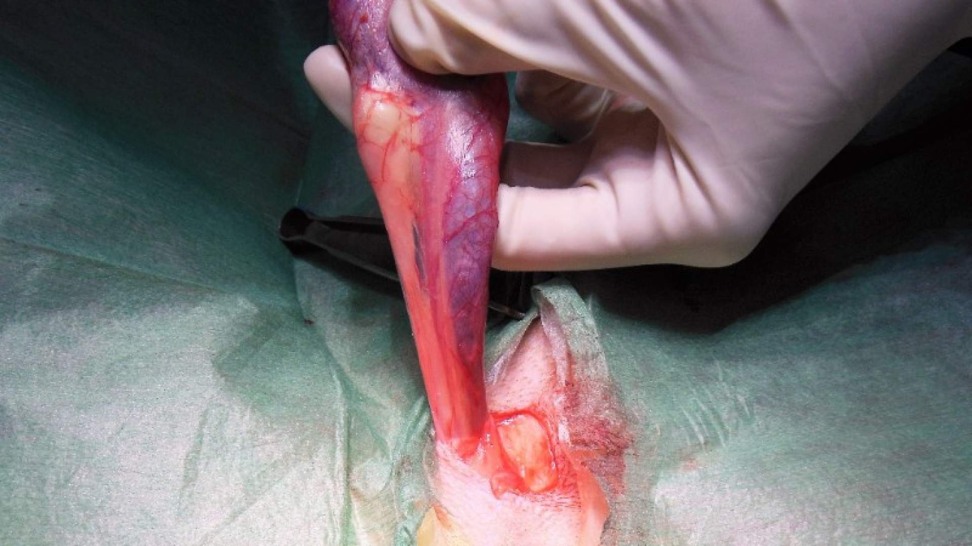 Cirugía de tejidos blandos en pequeños animales (nivel intermedio)