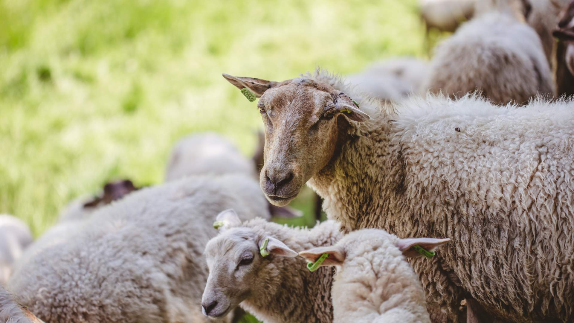 XIX Jornadas Técnicas de Ganado Caprino y Ovino
