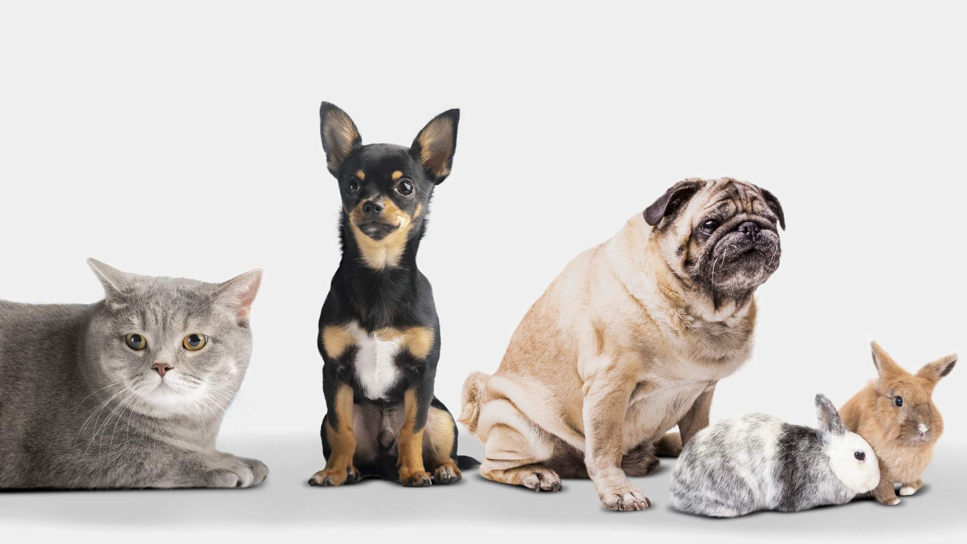 Actualització en diagnòstic i tractament de tumors freqüents en petits animals