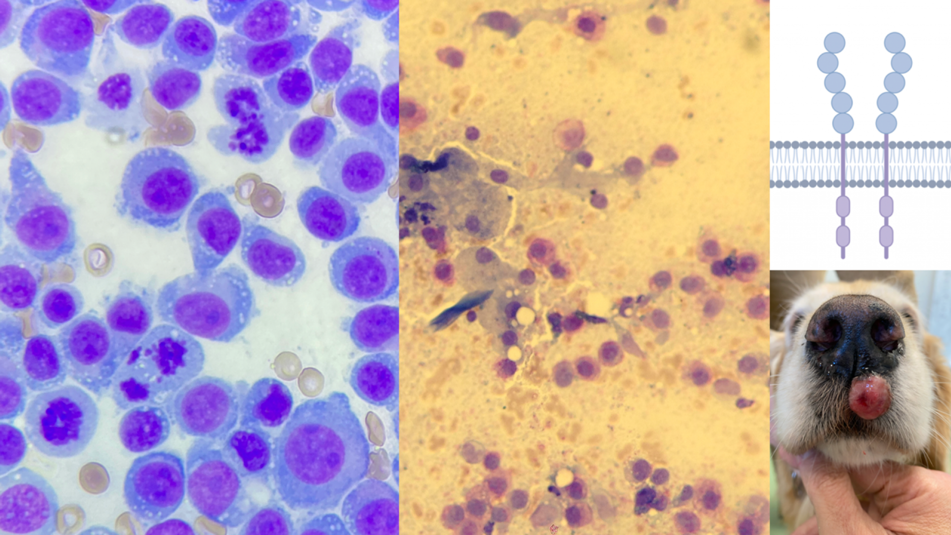 Actualización en diagnóstico y tratamiento de tumores frecuentes en pequeños animales