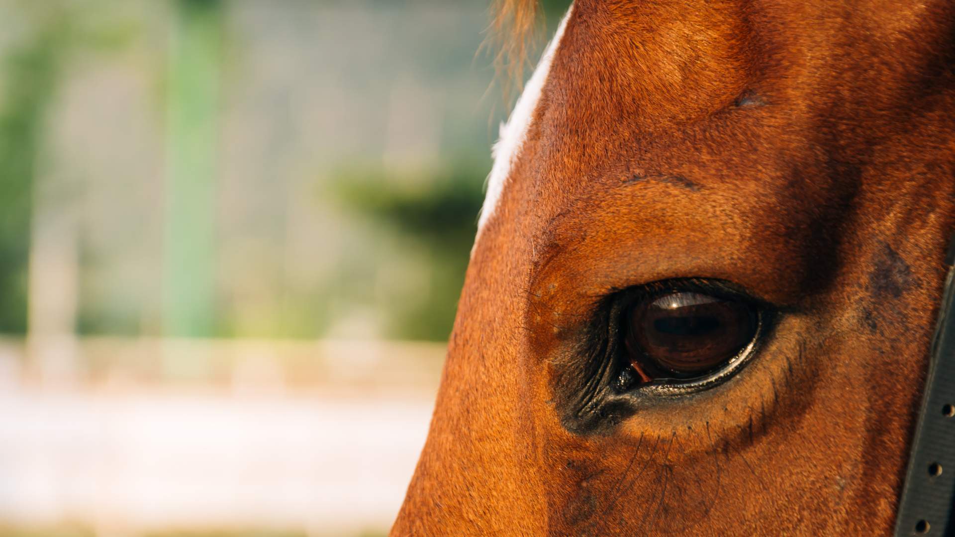 Oftalmología Equina