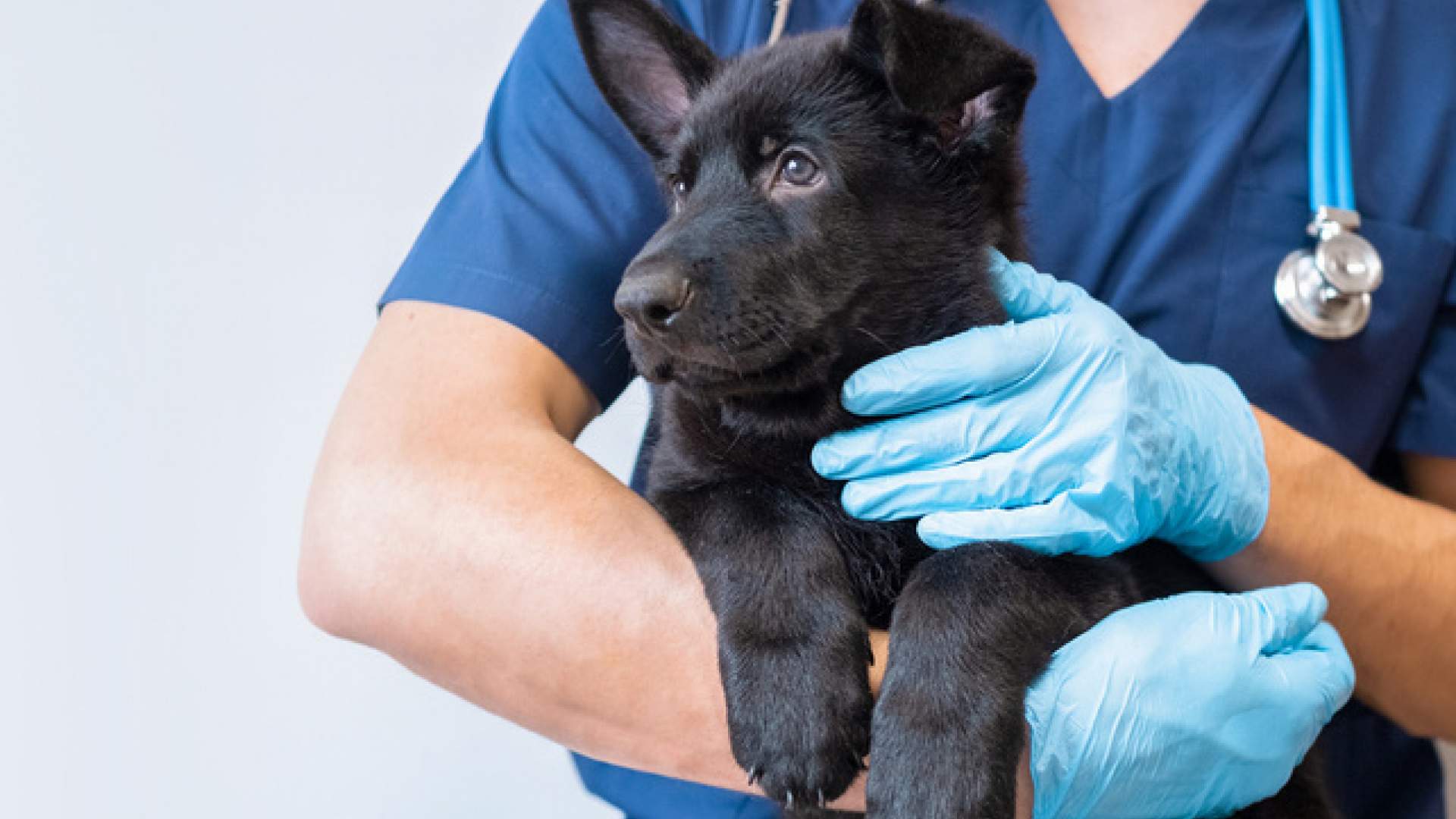 La veterinaria, entre los perfiles profesionales con más ofertas de empleo en 2025