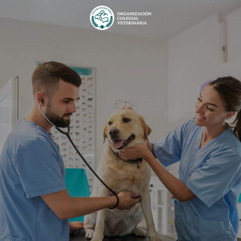Especialización Veterinaria OCV