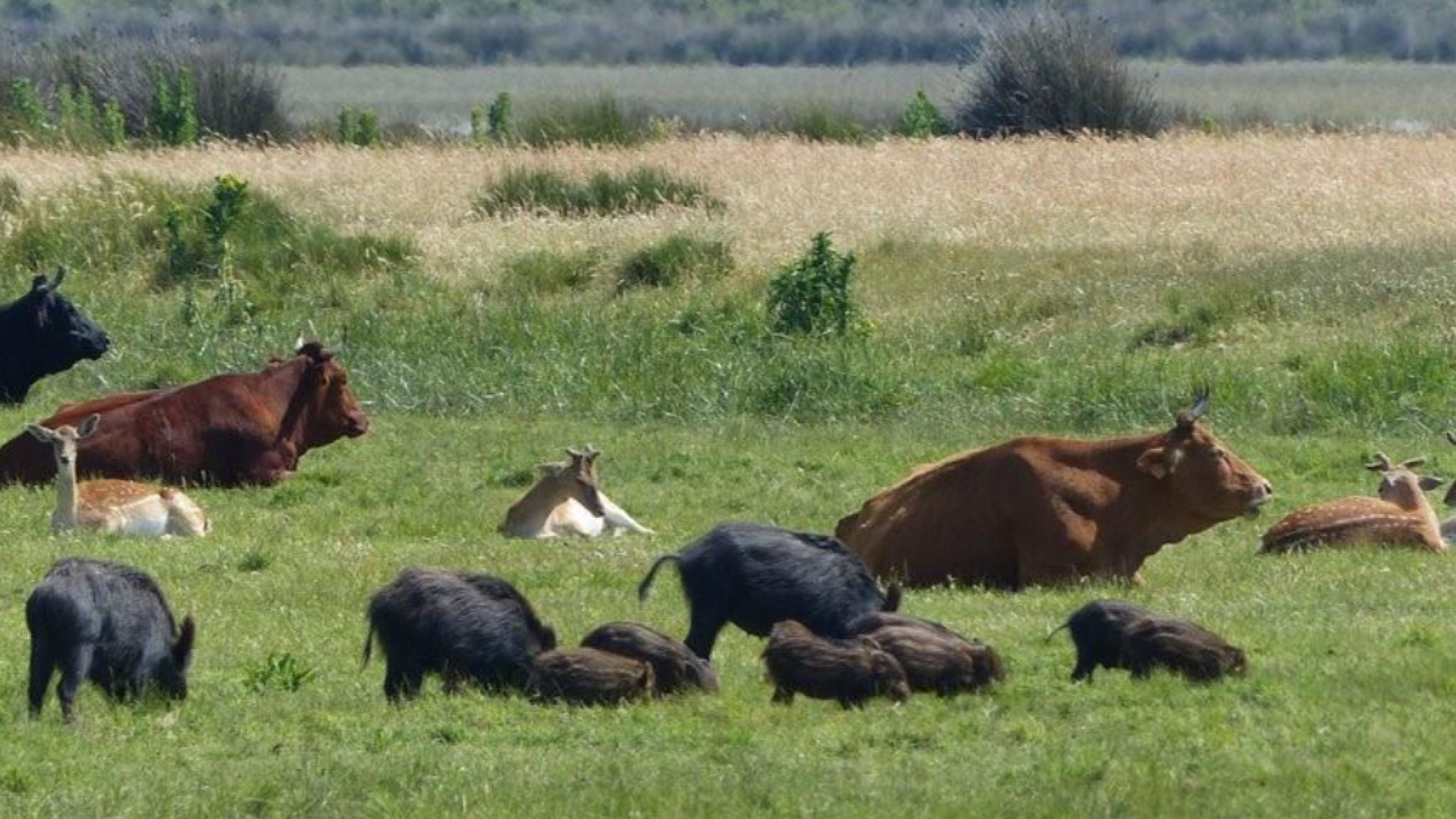 Webinar internacional de la Organización Mundial de Sanidad Animal (WOAH)
