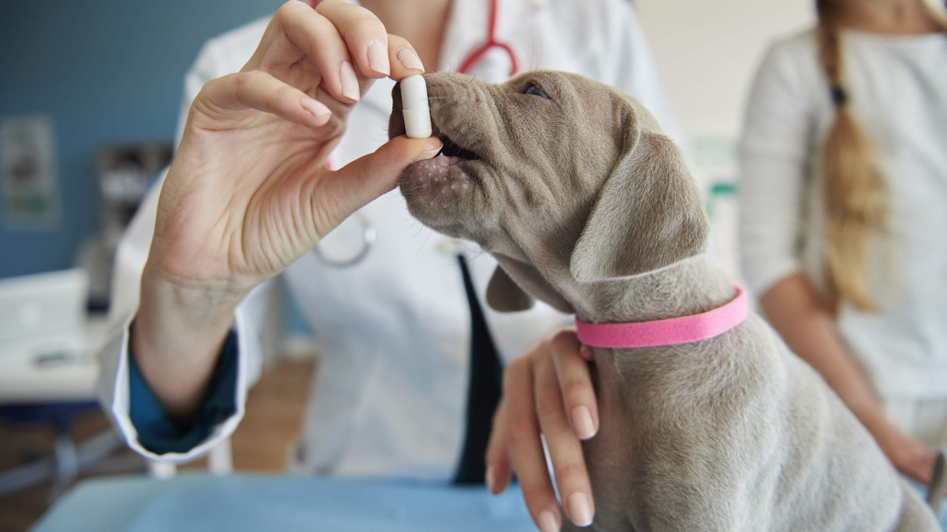 Prospecto electrónico para medicamentos veterinarios (animales de producción y de compañía)