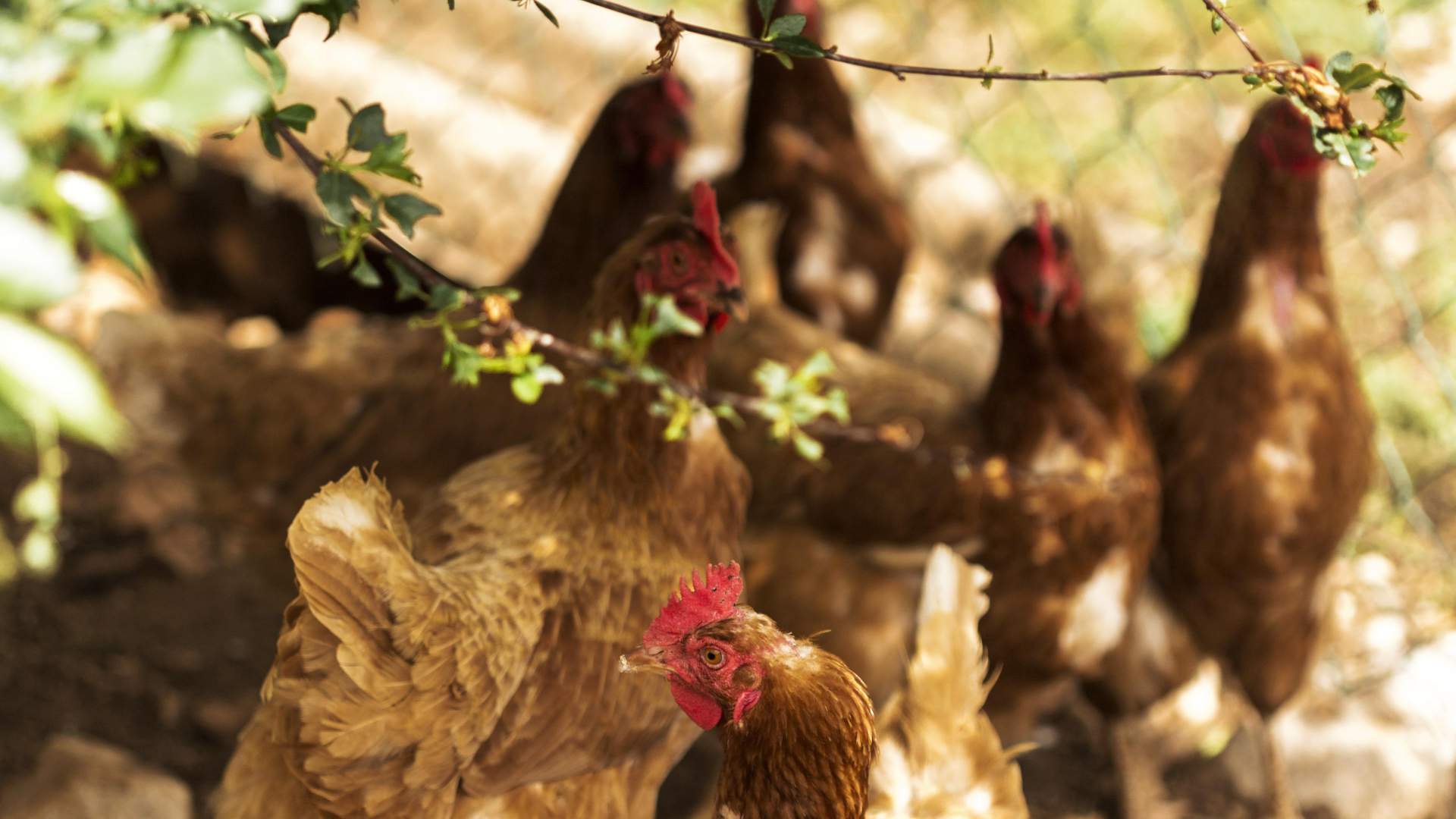 Plan sanitario de núcleos zoológicos: gestión y nuevos retos