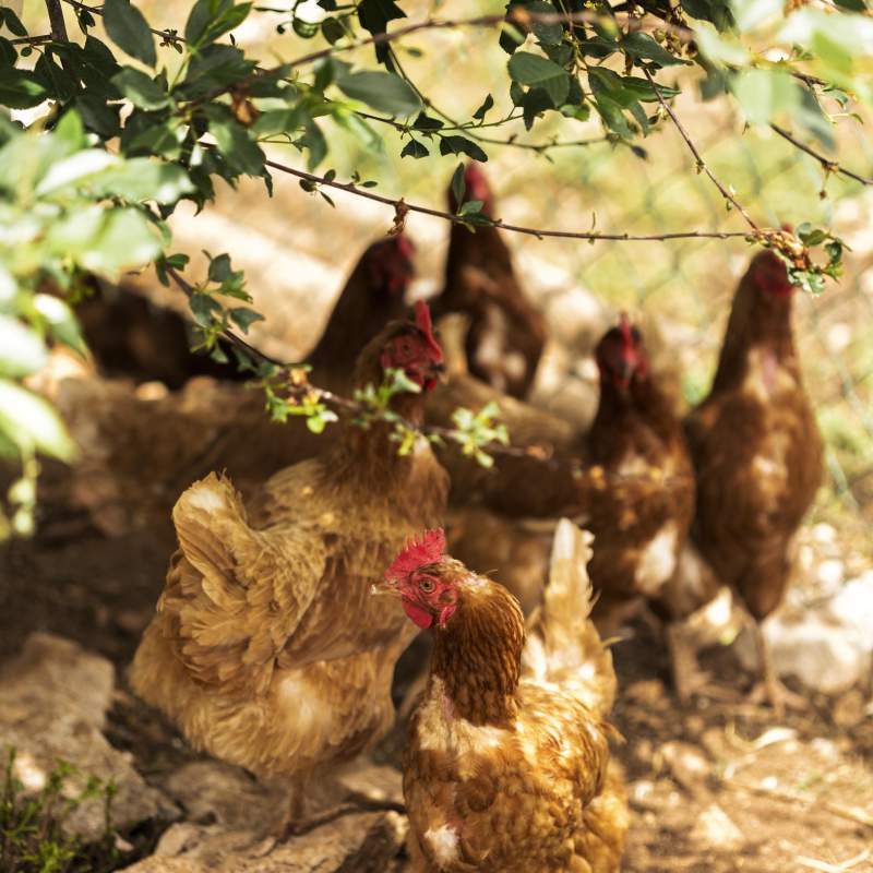 Plan sanitario de núcleos zoológicos: gestión y nuevos retos