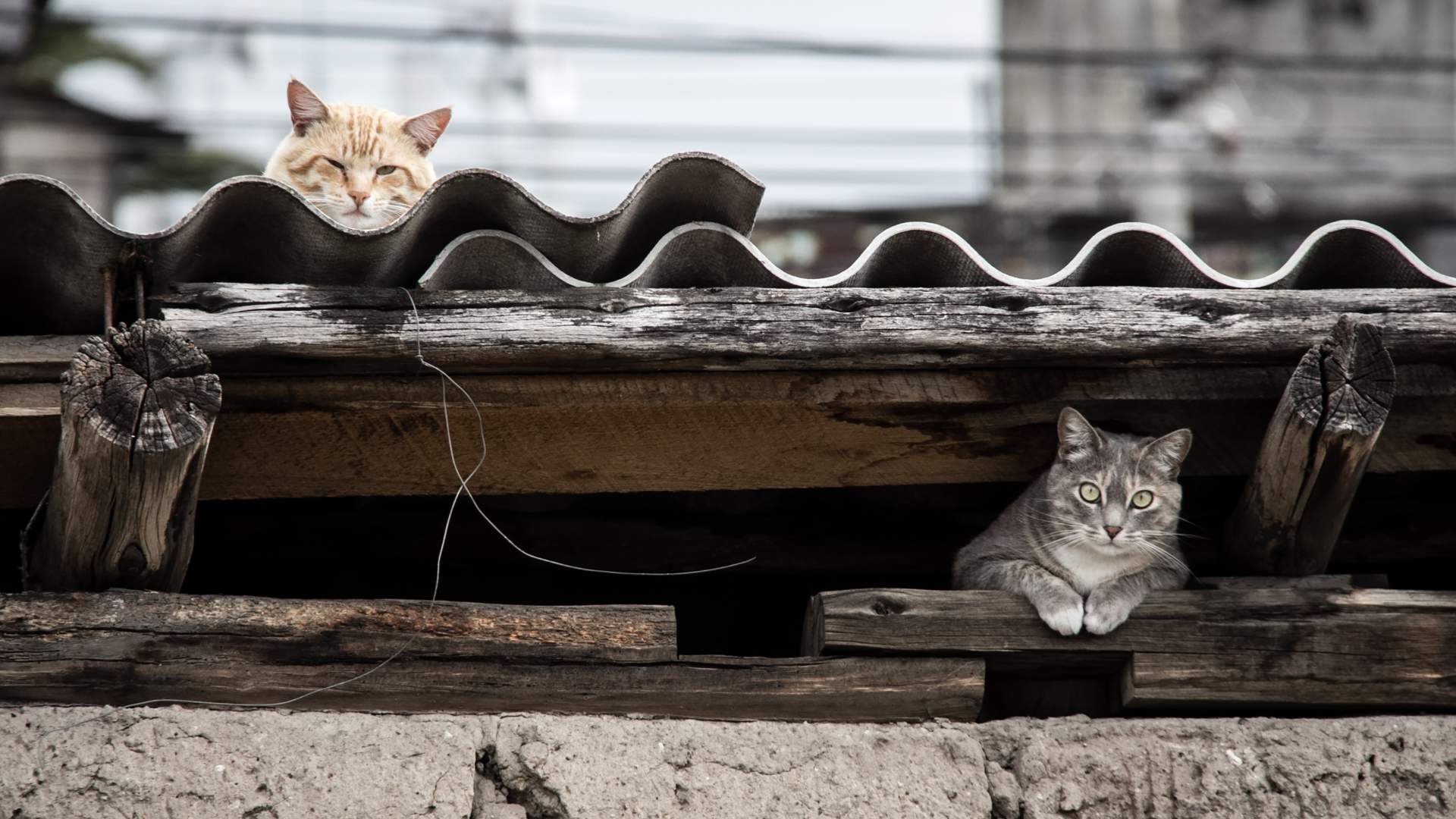 Gestión integral de las colonias felinas urbanas
