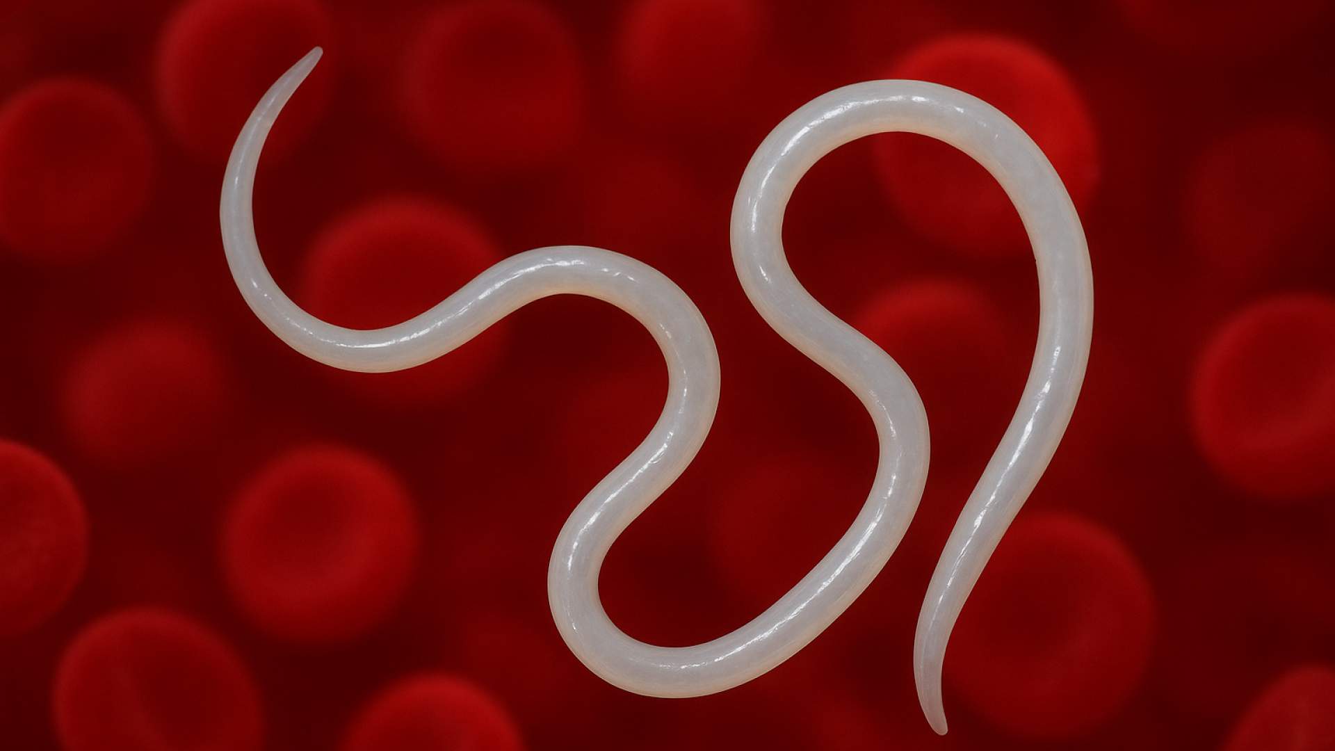 La dirofilariosi, una zoonosi que continua avançant: novetats clíniques