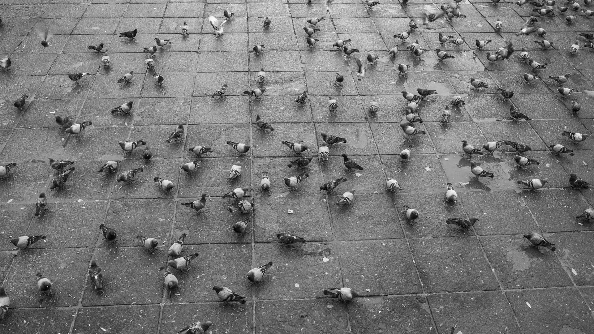 Seminario Influenza aviar AVEDILA