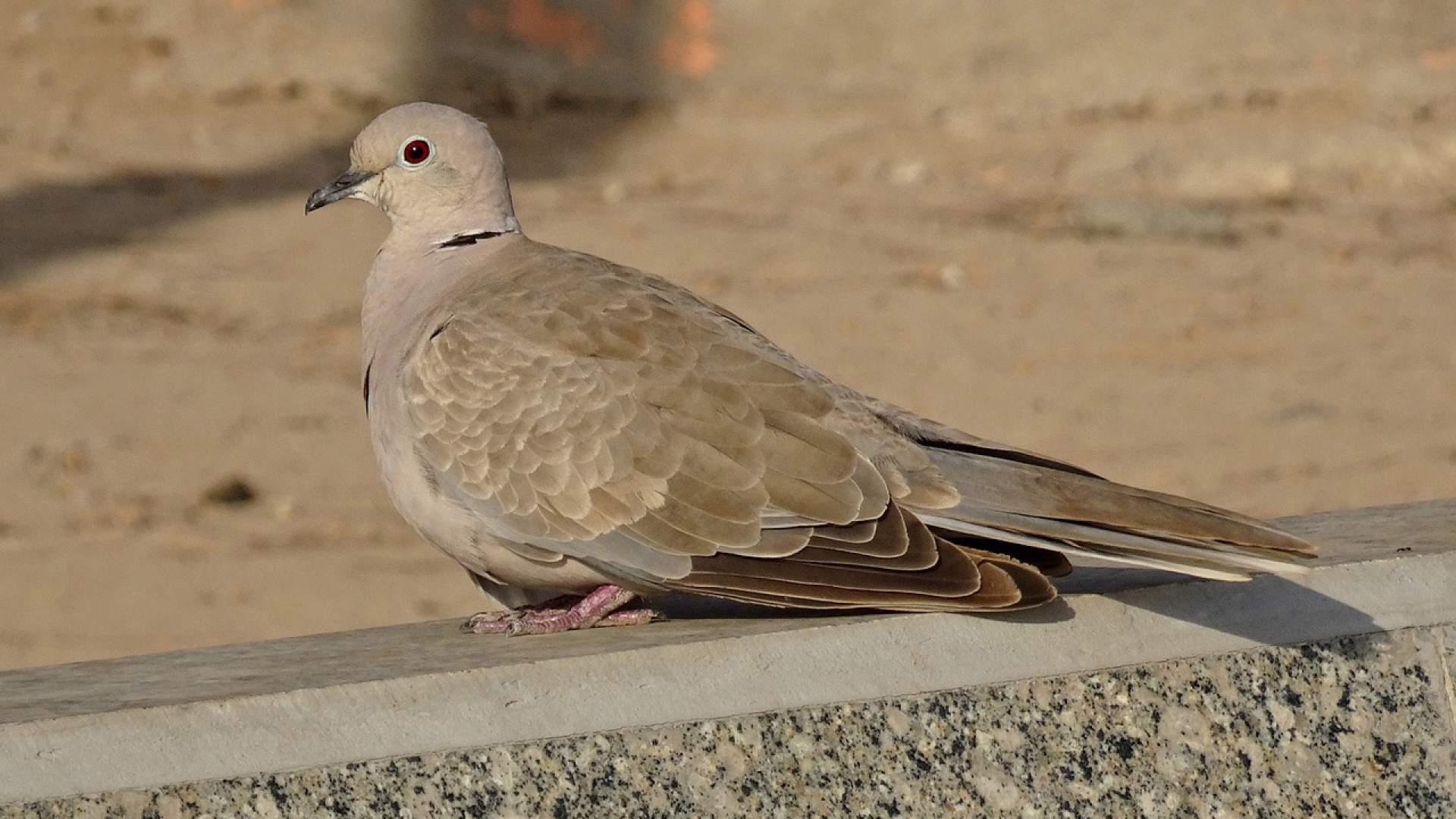 Detectado el virus de la enfermedad de Newcastle en aves silvestres en Calvià