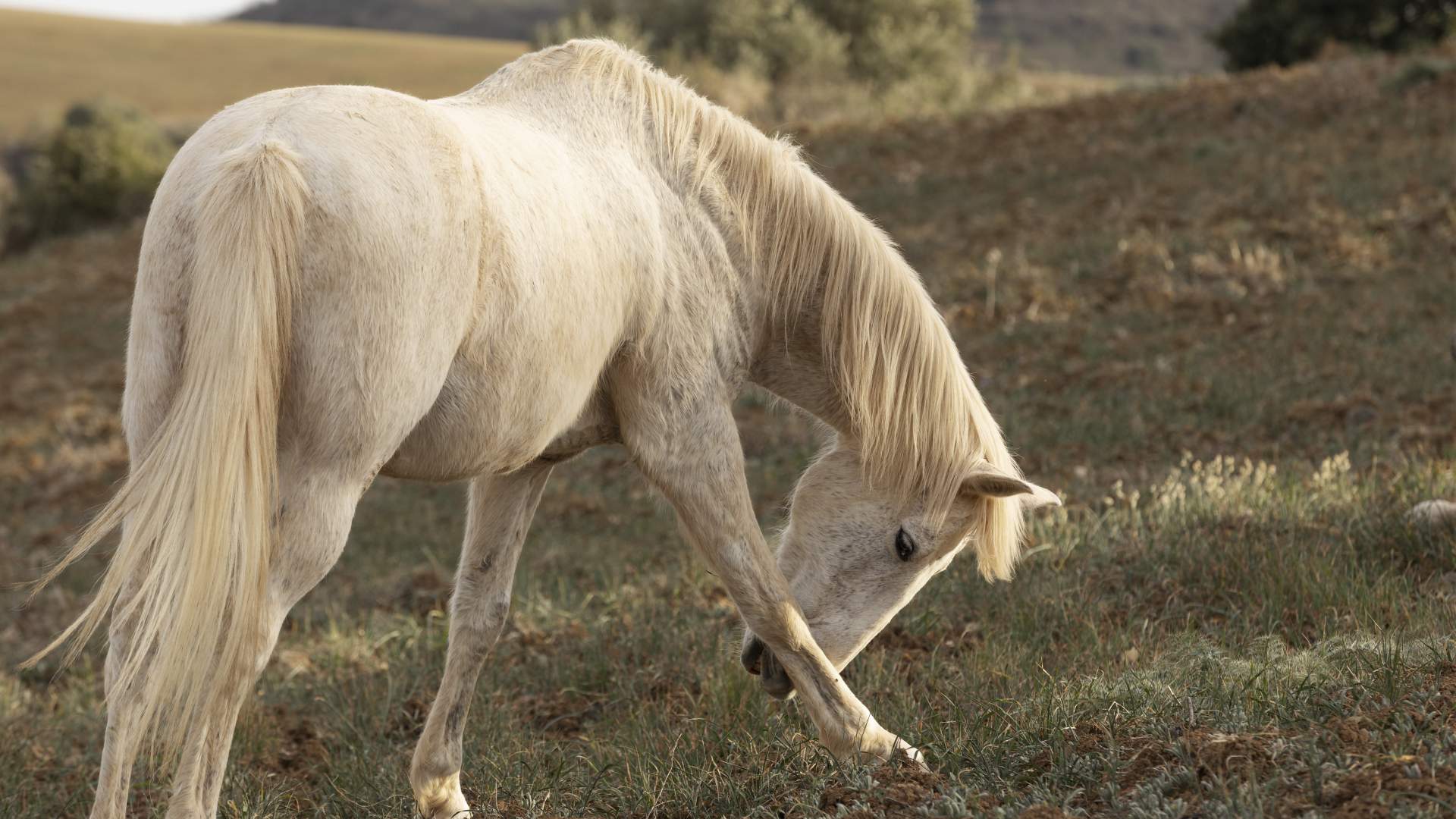 Cirugía de melanomas perineales equinos: indicaciones, técnica, y selección de candidatos. Reflexiones y ética