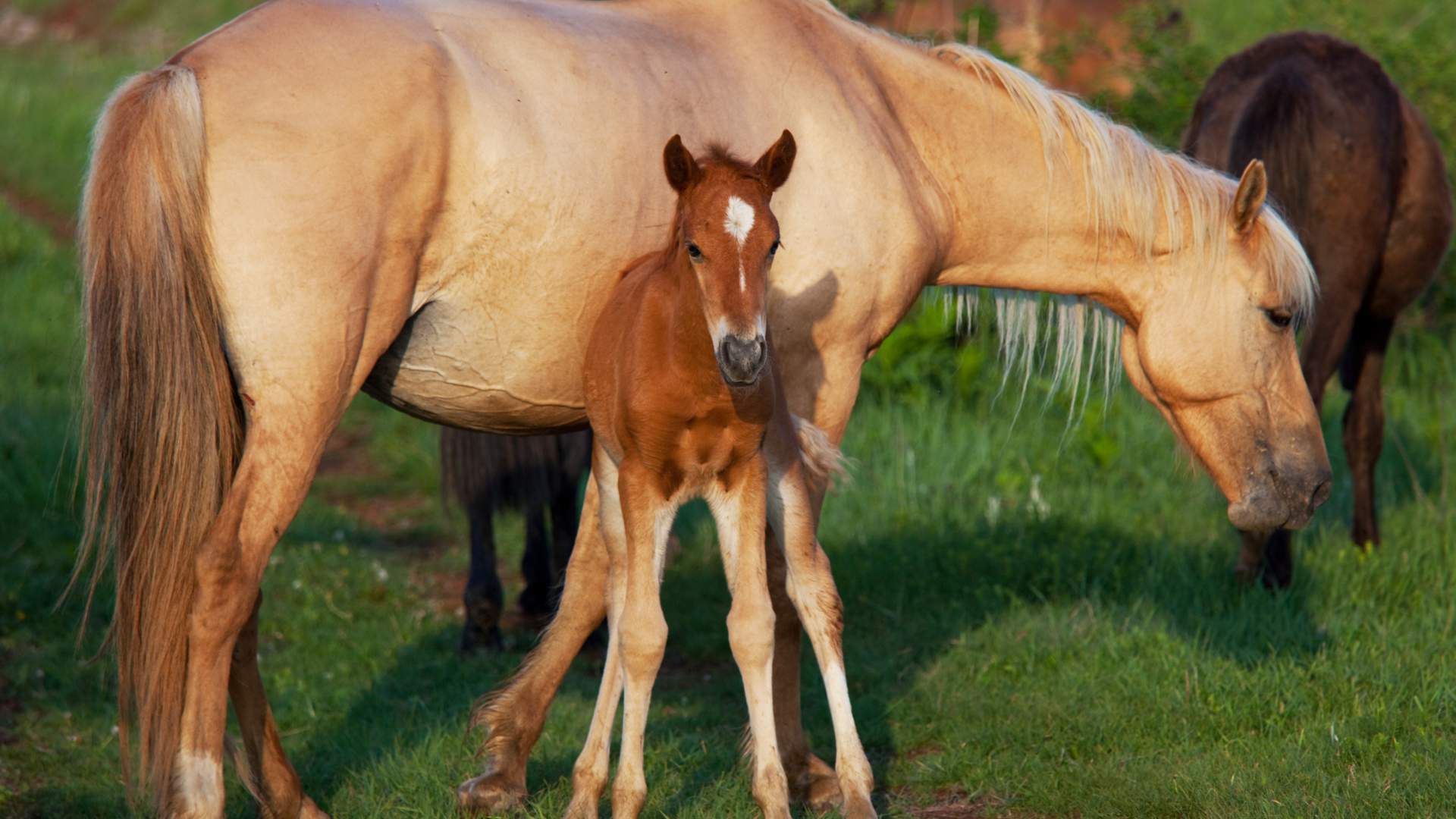 Per què la meva egua no es va quedar prenyada?