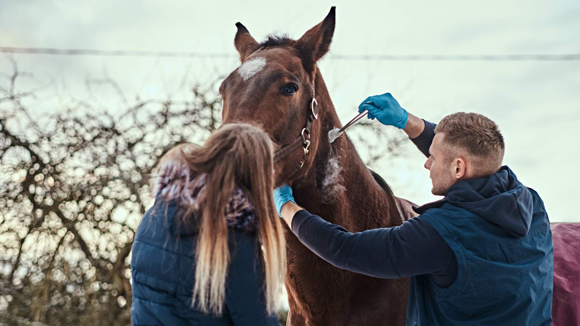 Équidos en la práctica diaria: guía rápida y efectiva para no especialistas