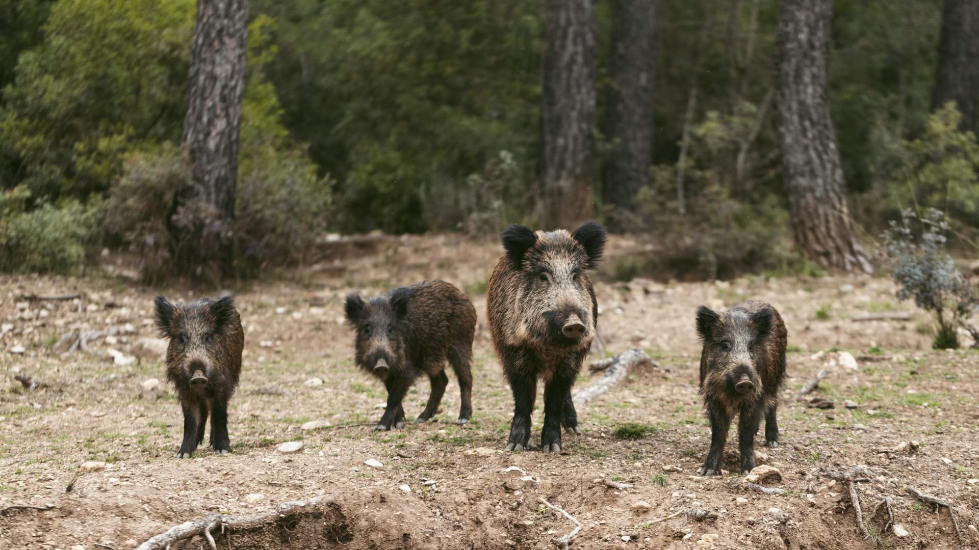 Gestión Sanitaria de Fauna Silvestre