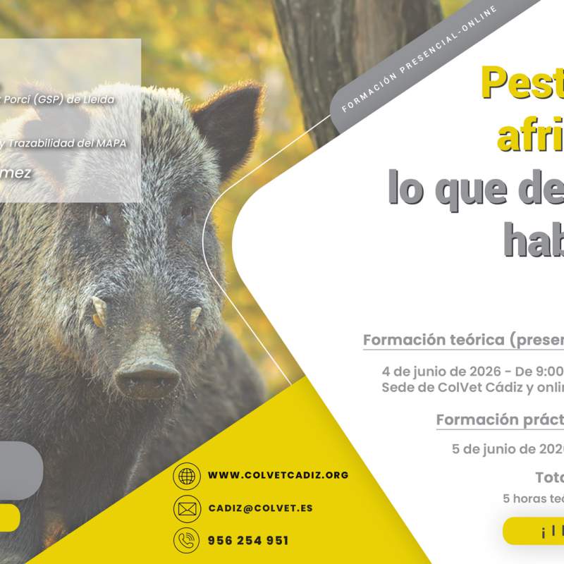 Peste porcina africana hoy: lo que deberíamos haber tenido previsto