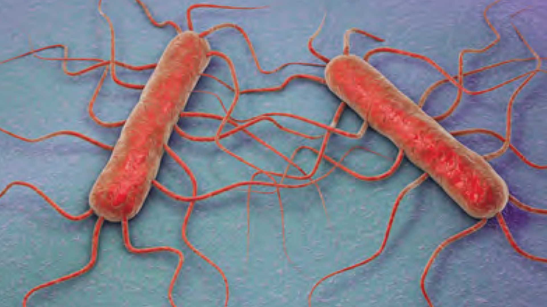 Listeria. Lo que se nos viene encima y nadie nos ha explicado