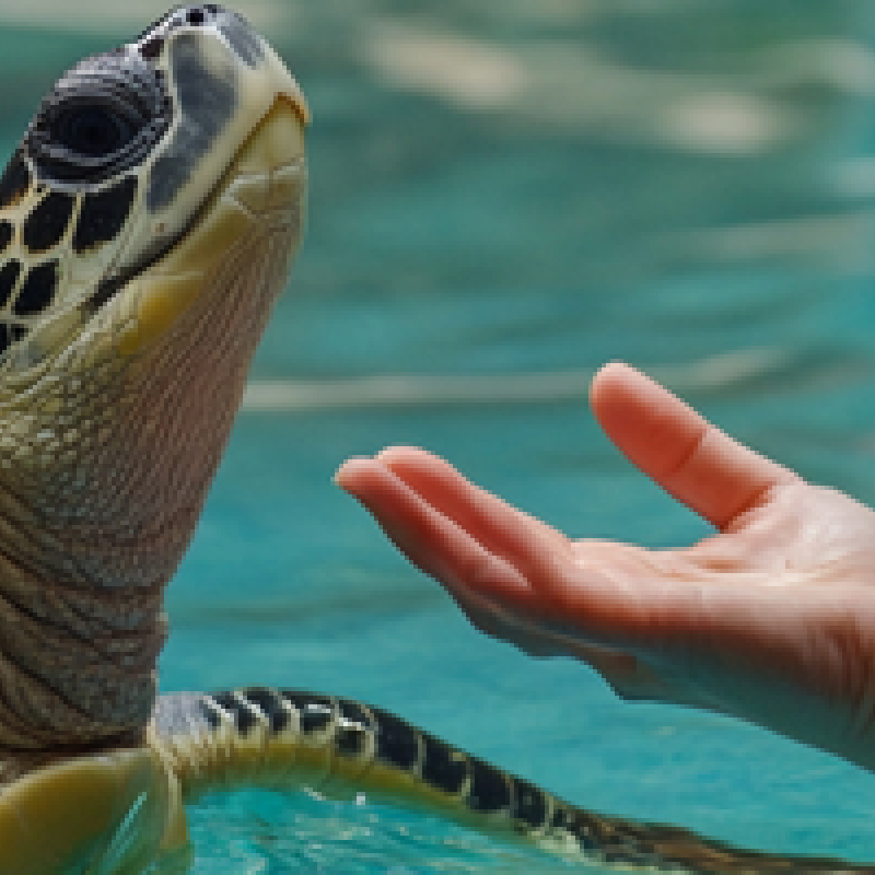 Animales salvajes: La contribución de los veterinarios de zoológico a la conservación de la biodiversidad