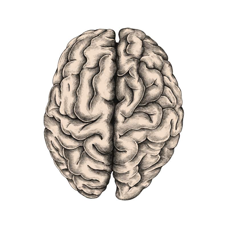 Microcredencial en neuropatología aplicada a la clínica veterinària: de l'exploració al diagnòstic definitiu
