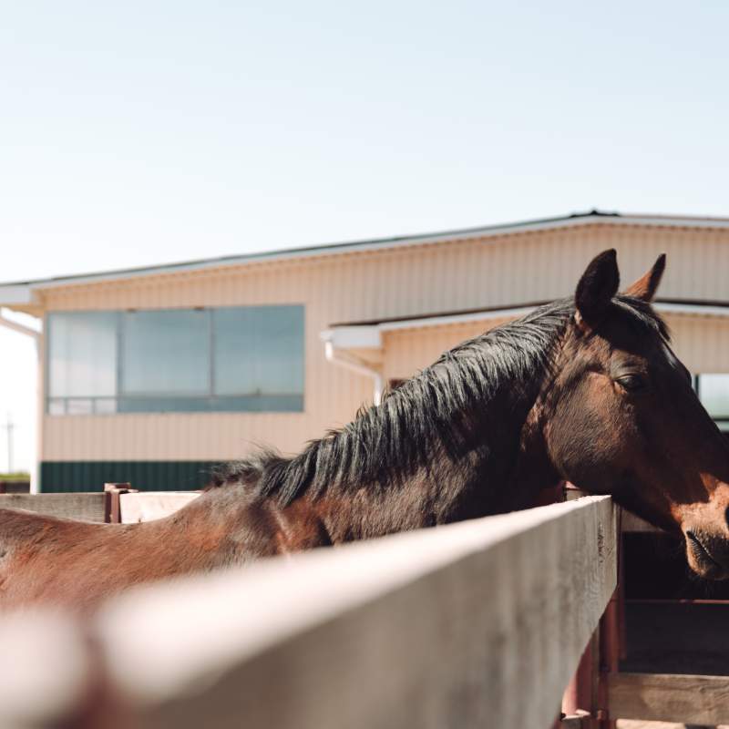 Xerrada informativa: resolució de dubtes especialment a veterinaris d'èquids sobre el RD 346/2025 sobre la comunicació del veterinari d'explotació