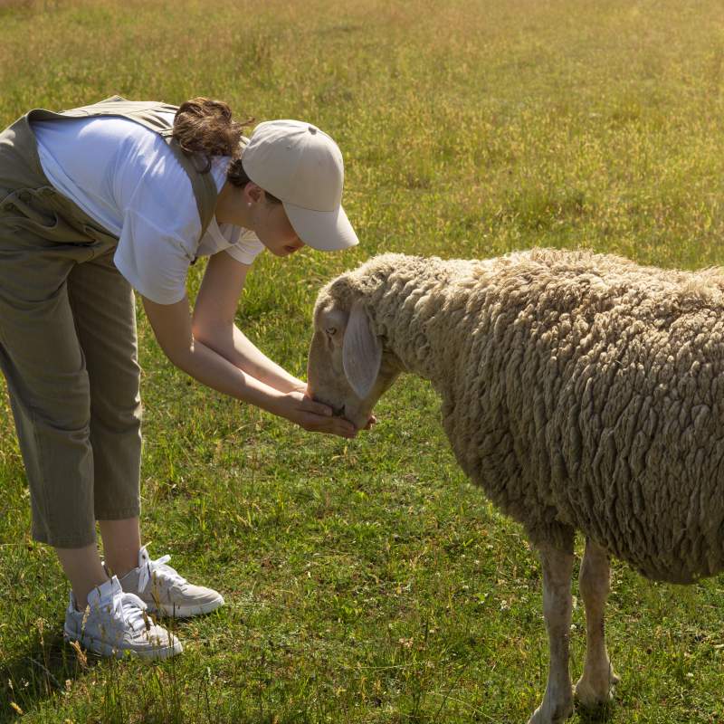 WEBSEMINAR: "Certificació acreditada BAIE Benestar Animal INTEROVIC España Benestar en oví i caprí."