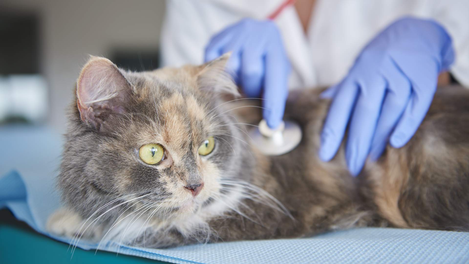 Actualización en Medicina Felina