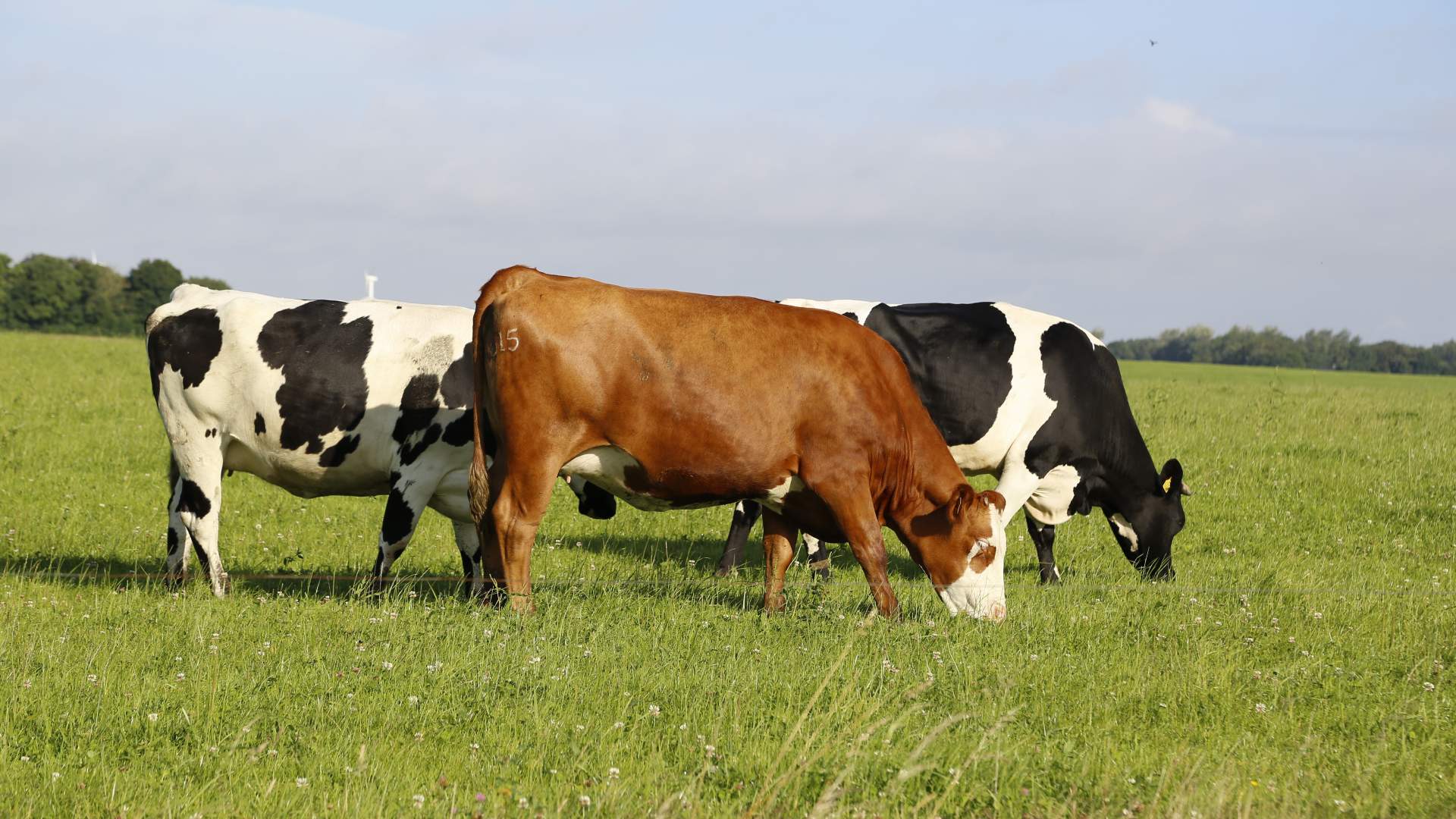 11ª Edición del Programa de Actualización UNIFICADO en el Diagnóstico de la Tuberculosis Bovina