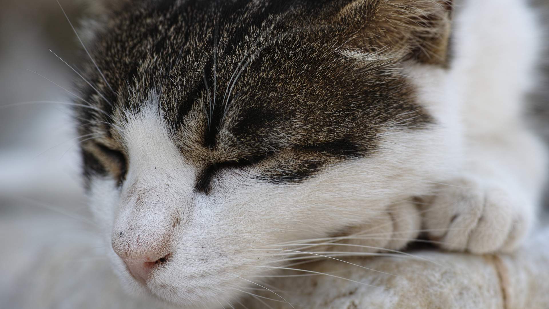 Neurología felina