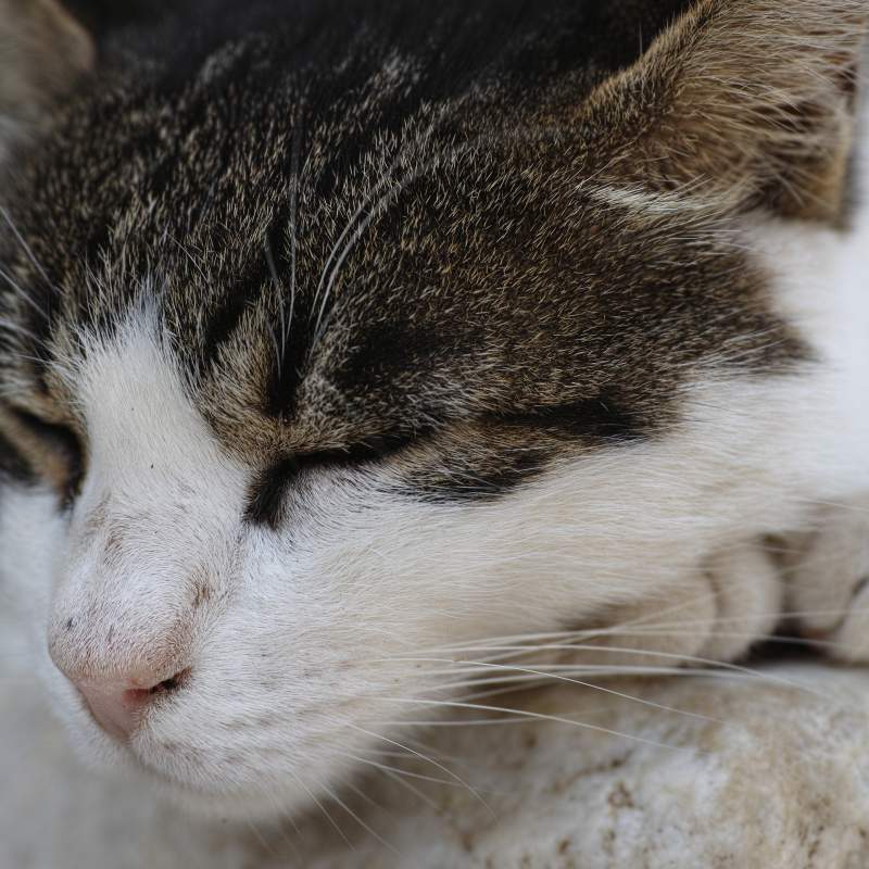 Neurologia felina