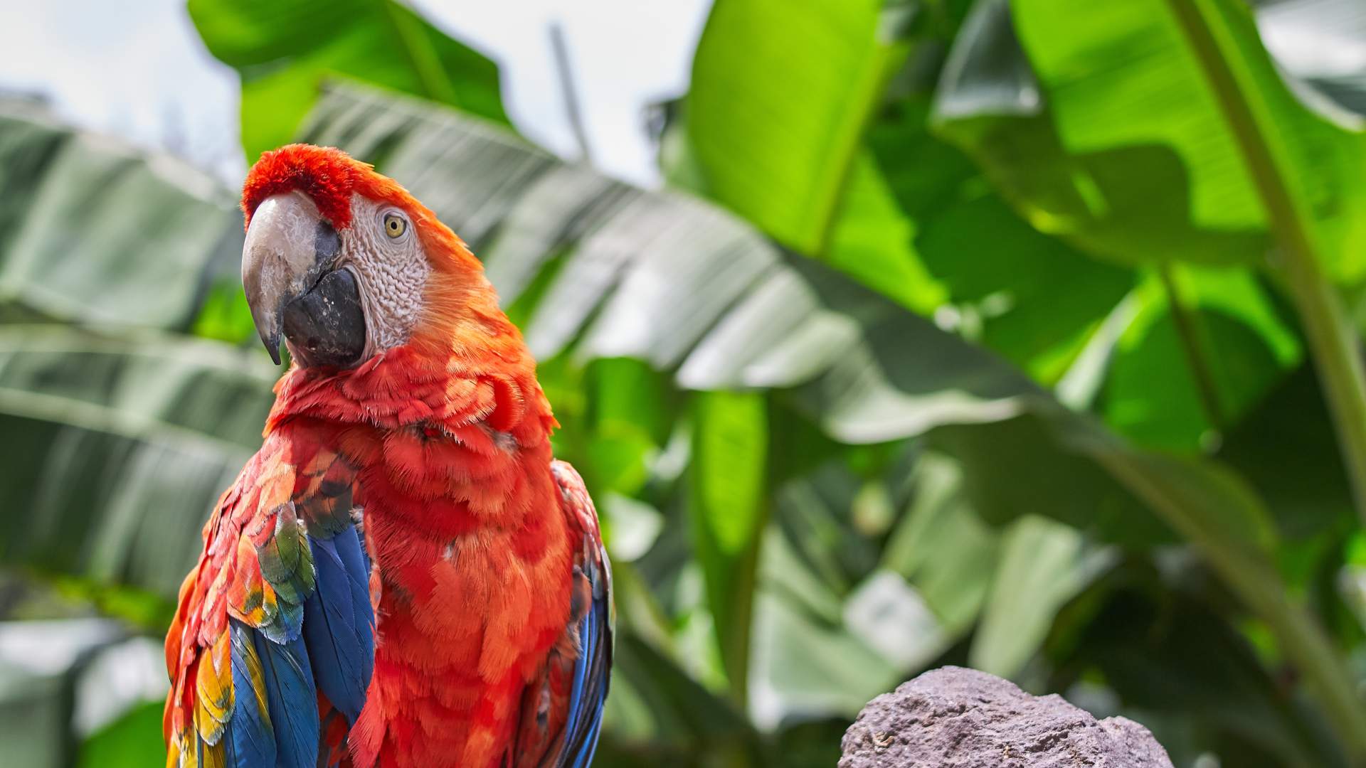 Animales exóticos en la clínica veterinaria