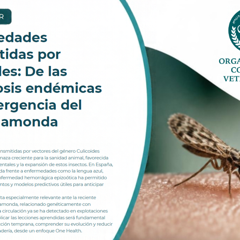 Malalties transmeses per Culicoides: De les arbovirosis endèmiques a l'emergència del virus Shamonda