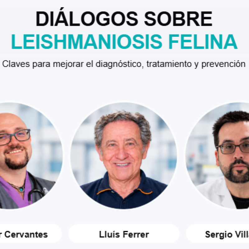 Diàlegs sobre leishmaniosis felina